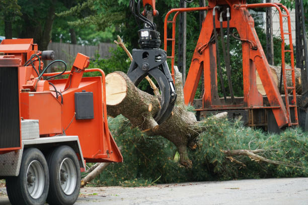 Reliable Mansfield, TX Tree Services Solutions